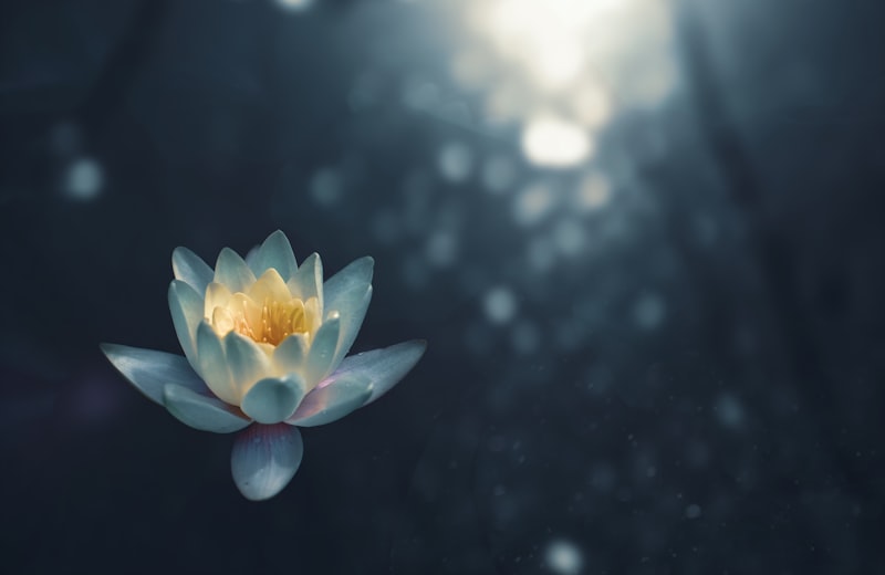 Lotus flower representing calm mind and clarity